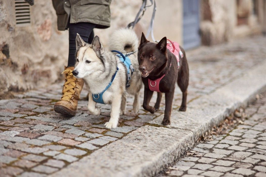 Strisce Assorbi-Umidità Per Cibo Gatti – 12 Pezzi Riutilizzabili, Per Conservare Alimenti E Oggetti - 8
