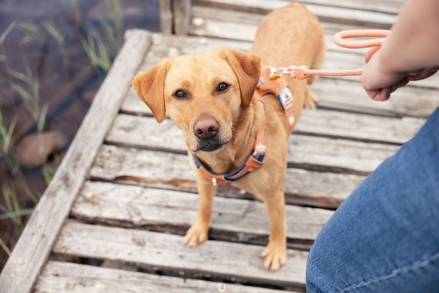 'Terracotta' - Hands Free Braided Leash main image 1