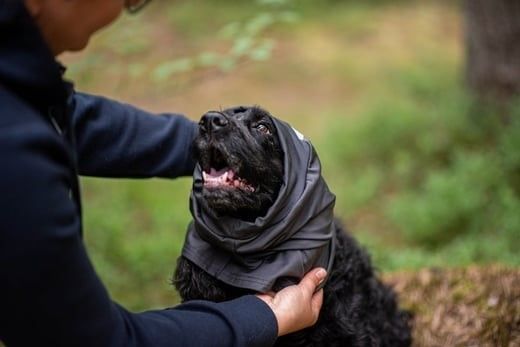 Pomppa koiran huppu, harmaa